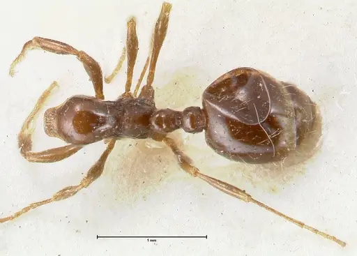 Chelaner kiliani - FOCOL1711