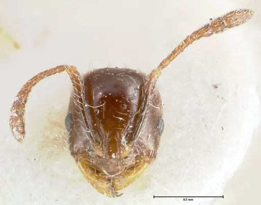 Chelaner kiliani - FOCOL1711