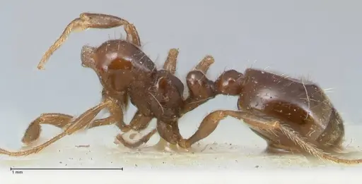 Chelaner kiliani - FOCOL1711