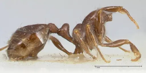 Chelaner kiliani - FOCOL1711