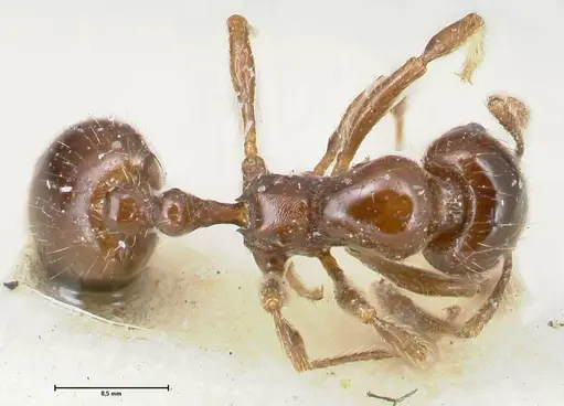 Chelaner kiliani - FOCOL1712