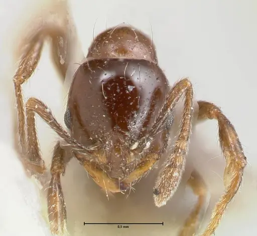 Chelaner kiliani - FOCOL1712