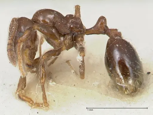 Chelaner kiliani - FOCOL1712