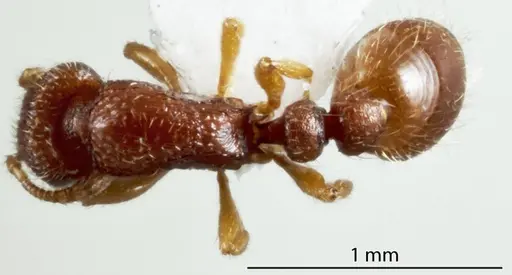 Chelaner lacunosus specimen