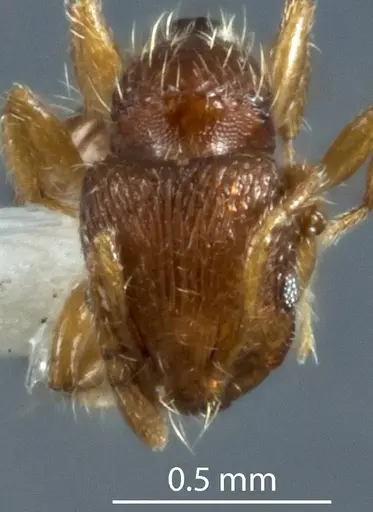 Chelaner lacunosus specimen