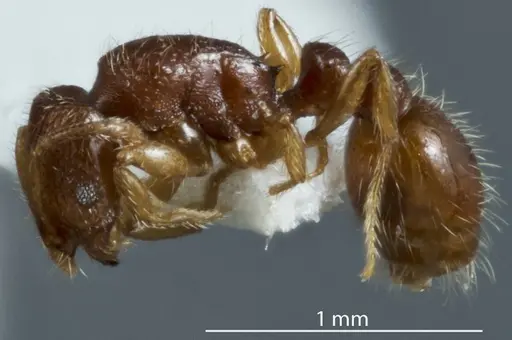 Chelaner lacunosus specimen