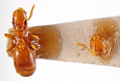 Chelaner leae specimen