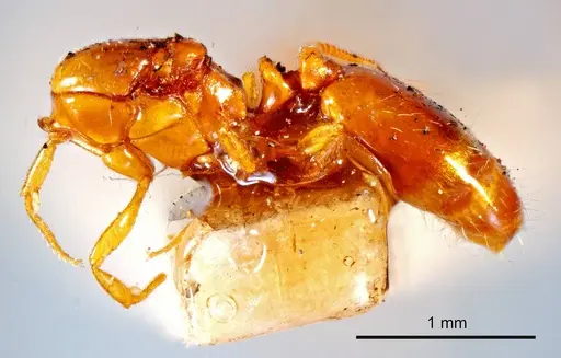 Chelaner leae specimen