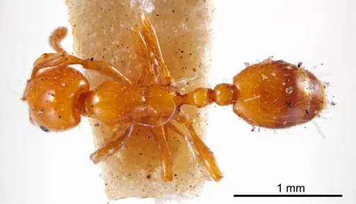 Chelaner leae - ANTWEB1008203