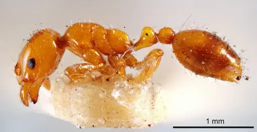 Chelaner leae - ANTWEB1008203