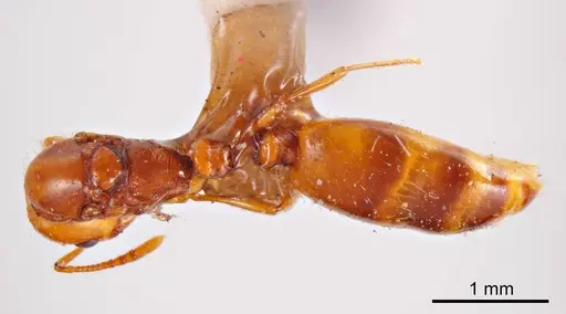 Chelaner leae - ANTWEB1008204