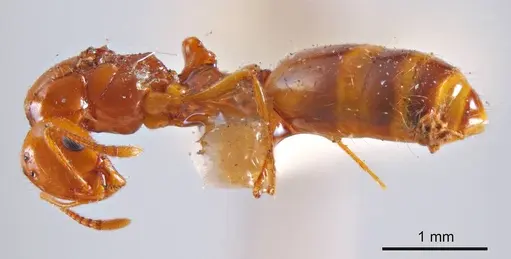 Chelaner leae - ANTWEB1008204