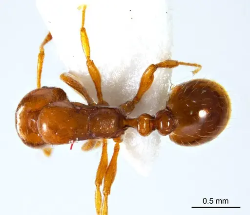 Chelaner leae - ANTWEB1008680