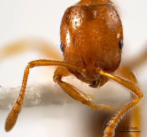 Chelaner leae - ANTWEB1008680