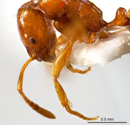 Chelaner leae - ANTWEB1008680