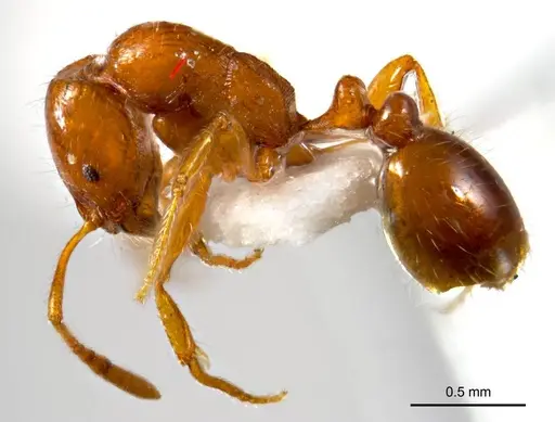 Chelaner leae - ANTWEB1008680