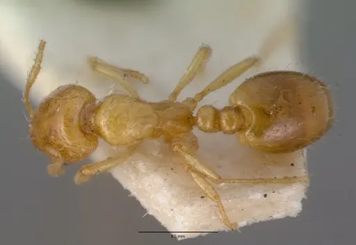 Chelaner leae - CASENT0008621