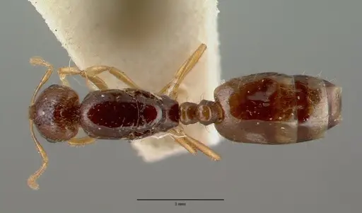 Chelaner leae - CASENT0008622