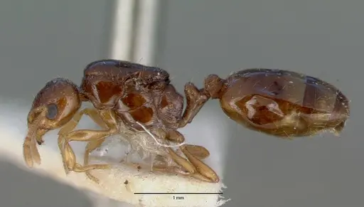 Chelaner leae - CASENT0008622