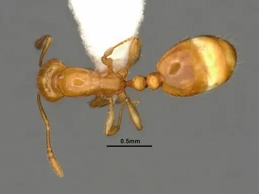 Chelaner leae - CASENT0884283