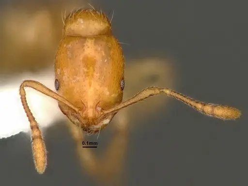 Chelaner leae - CASENT0884283