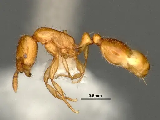 Chelaner leae - CASENT0884283