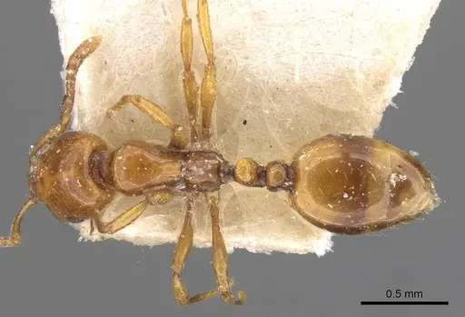 Chelaner leae - CASENT0908678