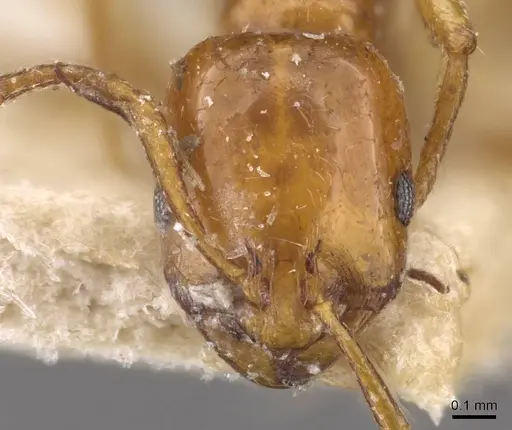 Chelaner leae - CASENT0908678