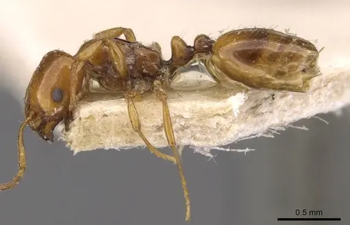 Chelaner leae - CASENT0908678