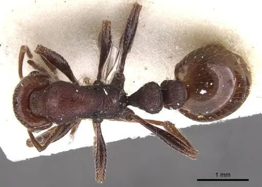 Chelaner legulus specimen