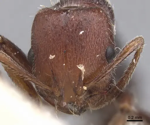 Chelaner legulus specimen