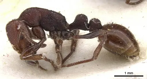 Chelaner legulus specimen