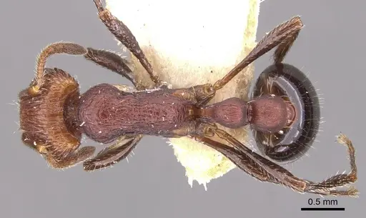 Chelaner longinodis specimen