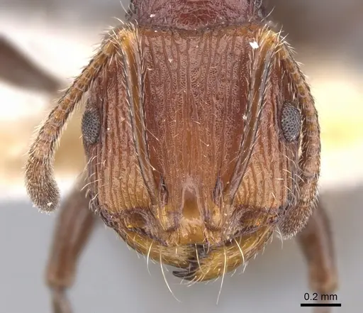 Chelaner longinodis specimen