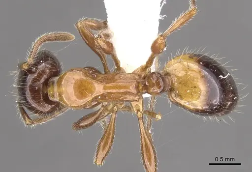 Chelaner nightcapensis specimen