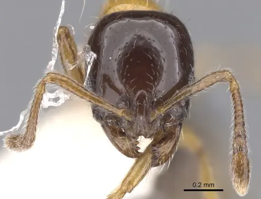 Chelaner nigriceps specimen