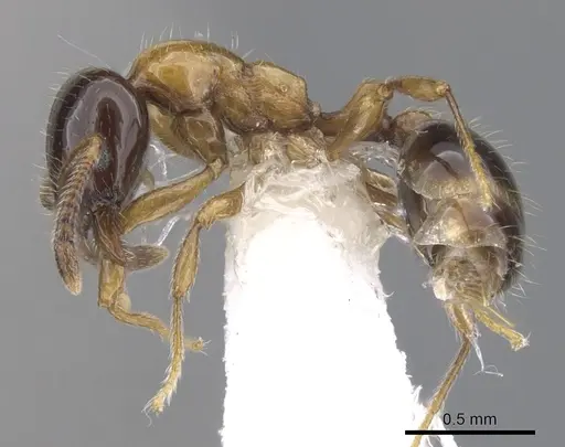 Chelaner nigriceps specimen