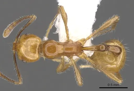 Chelaner petiolatus specimen