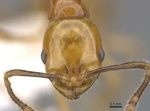 Chelaner petiolatus specimen