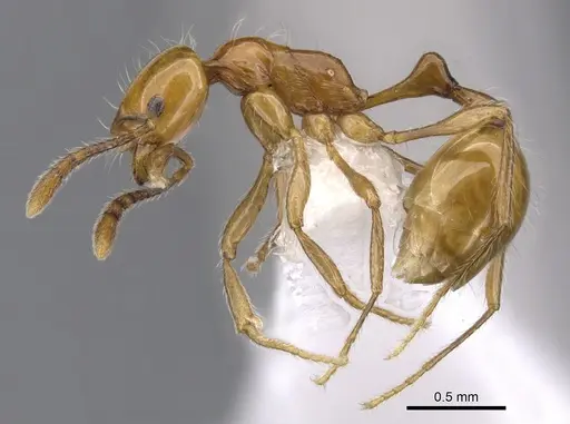 Chelaner petiolatus specimen