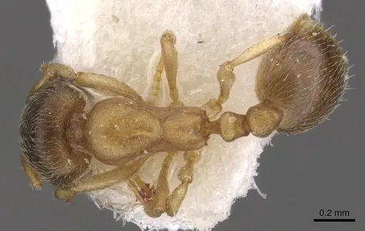 Chelaner pubescens specimen