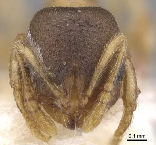 Chelaner pubescens specimen