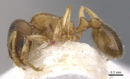 Chelaner pubescens specimen