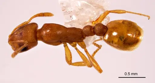 Chelaner punctulatus specimen