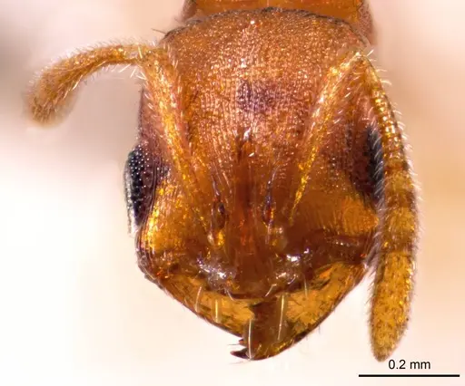 Chelaner punctulatus specimen