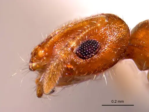 Chelaner punctulatus specimen