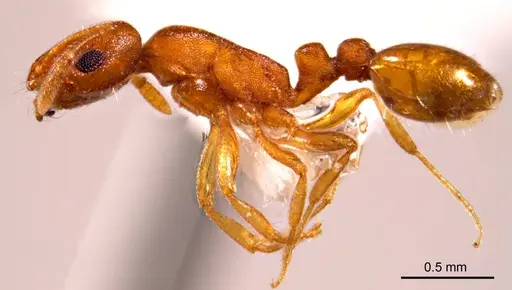 Chelaner punctulatus - ANTWEB1008681