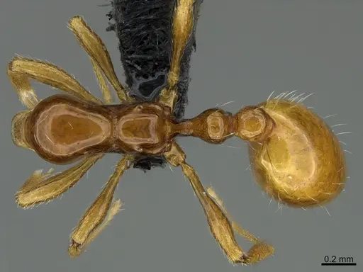 Chelaner rubriceps specimen