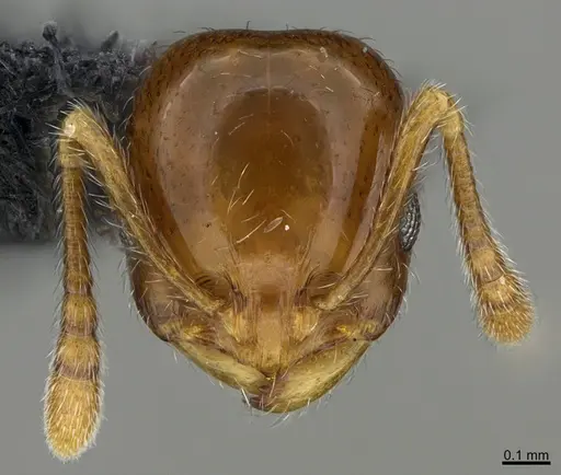 Chelaner rubriceps specimen