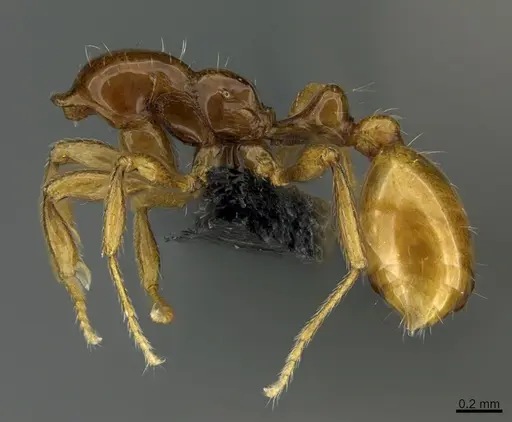 Chelaner rubriceps specimen